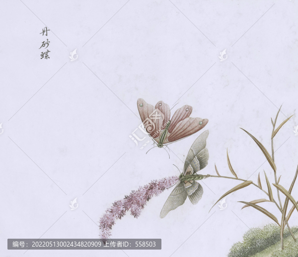 金紗蝶蟲(chóng)草國(guó)畫小品
