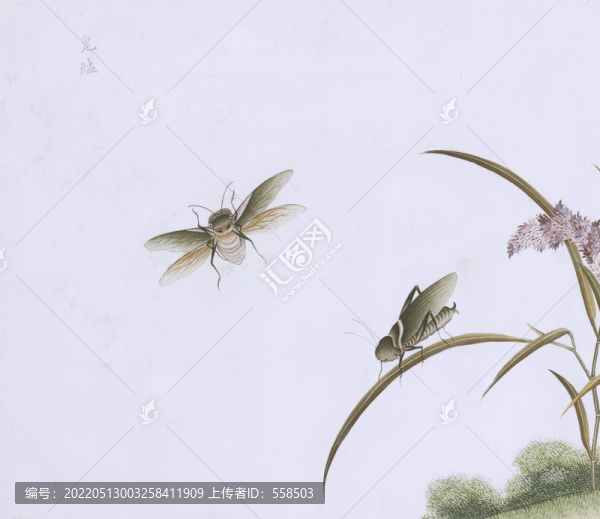 鬼蜢蟲(chóng)草國(guó)畫(huà)小品