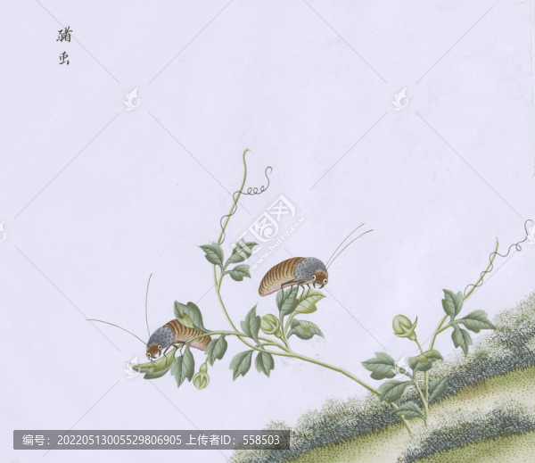 豬蟲蟲草國畫小品