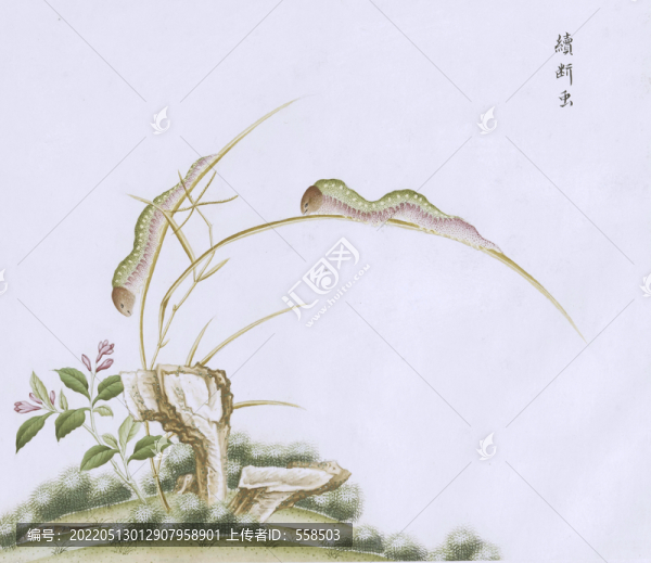 績(jī)斷蟲(chóng)蟲(chóng)草國(guó)畫(huà)小品