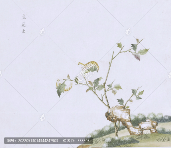 魚尾蟲蟲草國(guó)畫小品