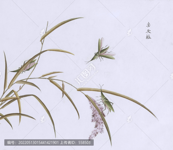 尖頭草蜢蟲草國畫小品