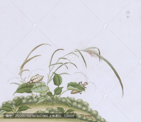 蝸牛蟲(chóng)蟲(chóng)草國(guó)畫(huà)小品
