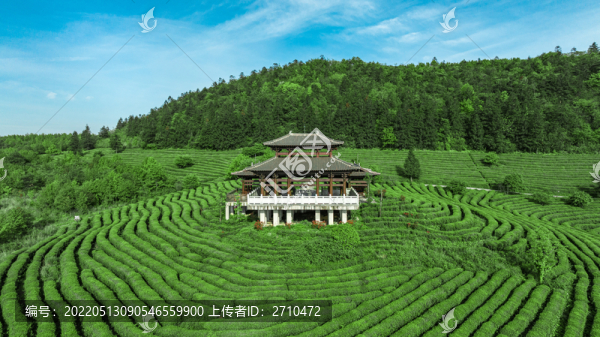 重慶武隆貢茶園攝影圖