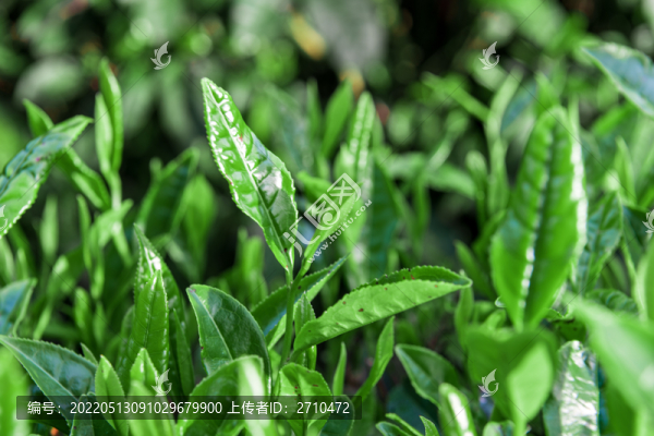 重慶武隆貢茶園攝影圖