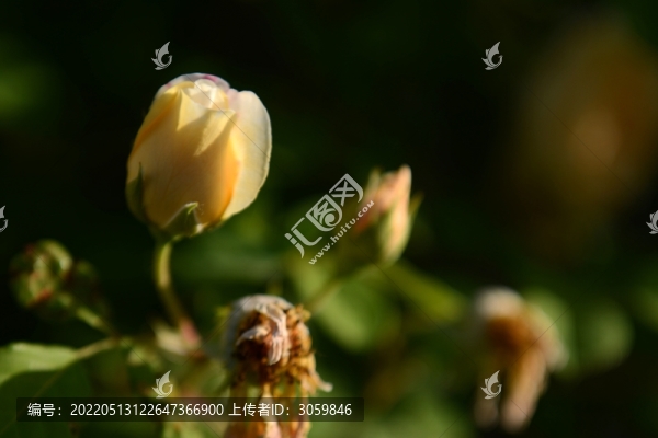 唯美的黃色玫瑰花