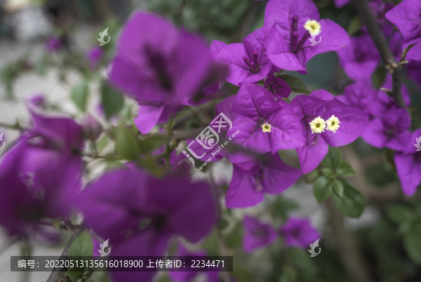 三角梅
