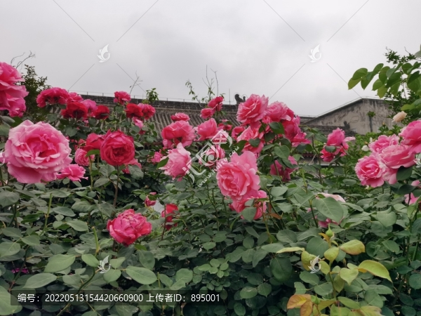 月季花