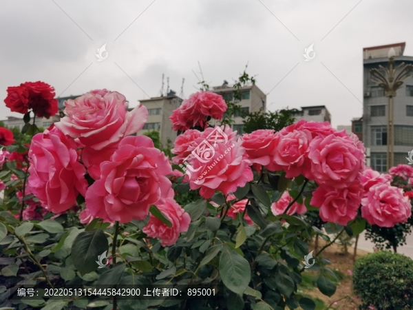 月季花