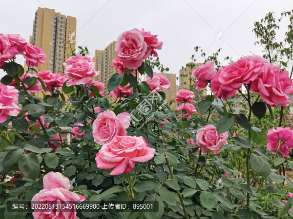 月季花