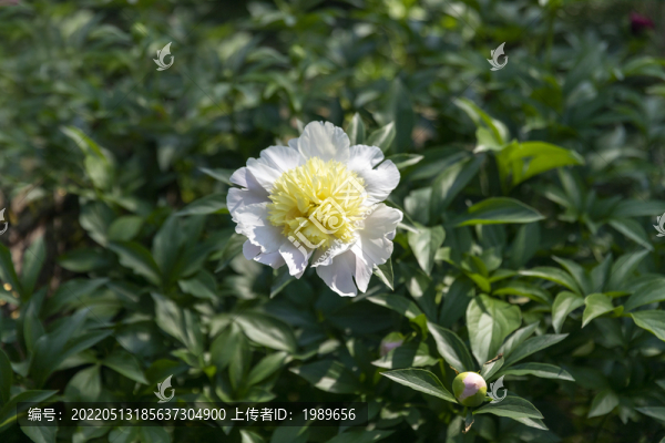 白芍藥