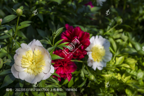 白芍藥