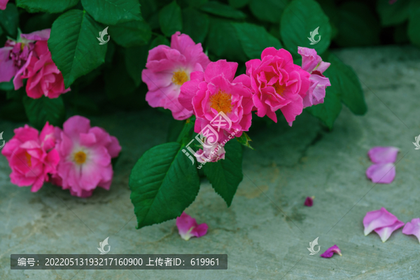 月季花