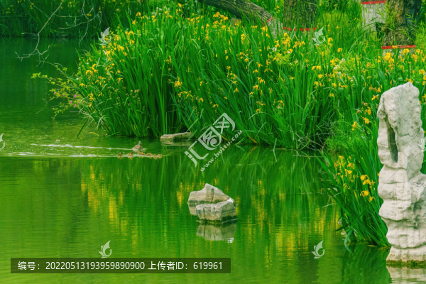 湖中黃菖蒲綠頭鴨