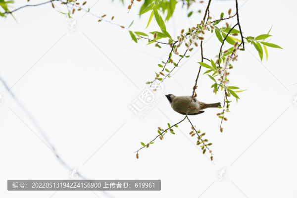 樹枝上的麻雀