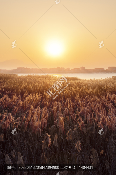 濕地蘆葦