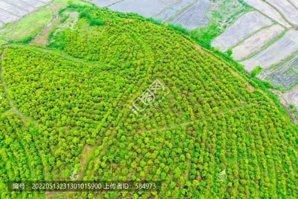 航拍信陽(yáng)光山縣司馬光油茶園