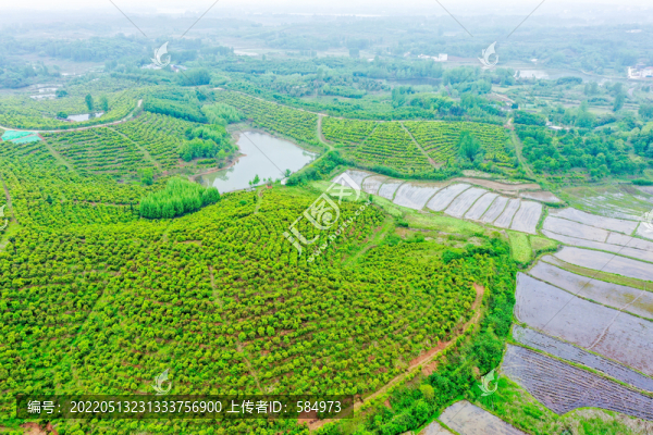 航拍信陽光山縣司馬光油茶園