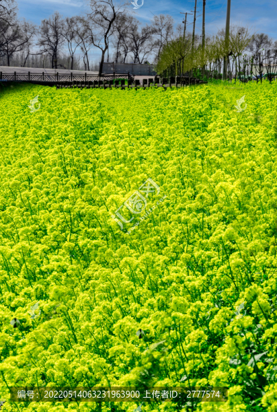 油菜花