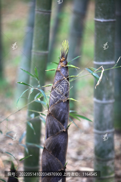 毛竹竹筍