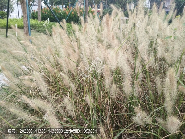 狗尾花
