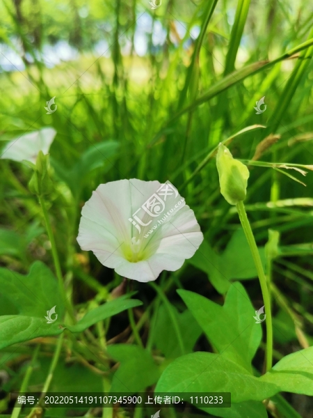 打碗花