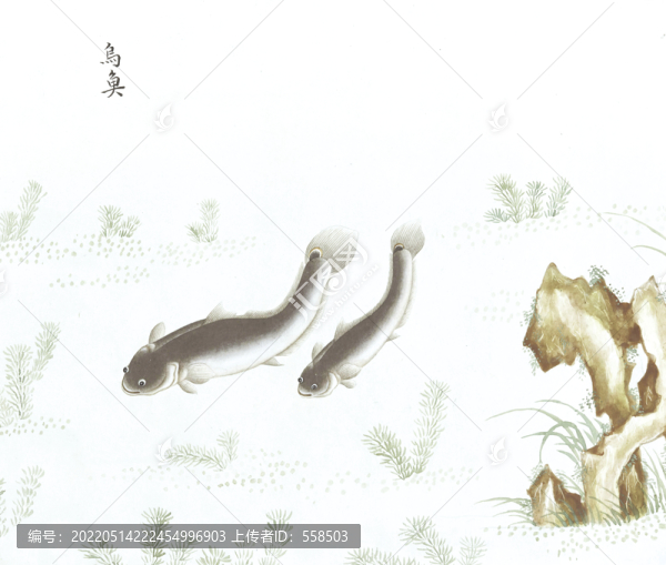 鯰魚魚國畫海洋生物手繪