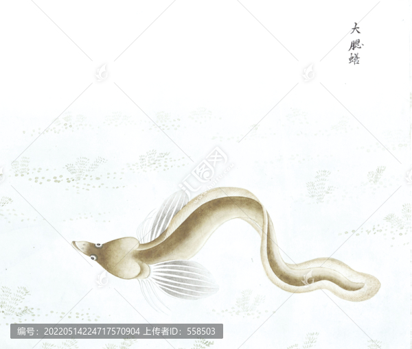 大腮鱔魚(yú)魚(yú)國(guó)畫(huà)海洋生物手繪