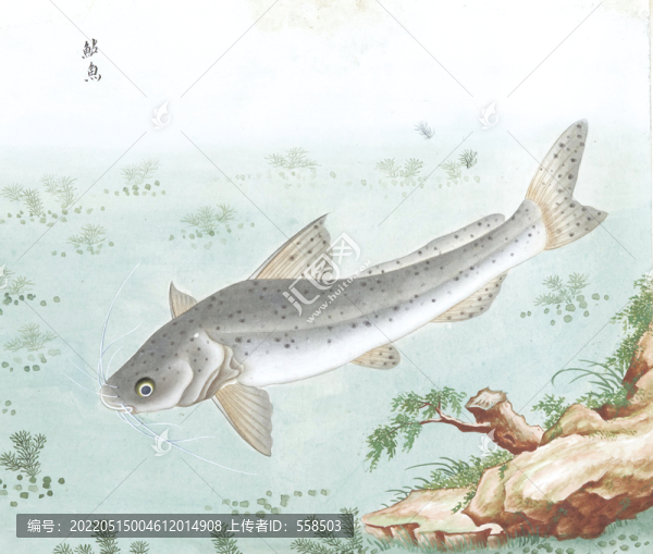 鯰魚國(guó)畫魚海洋生物手繪