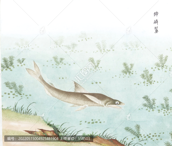 錦鱗魚國畫魚海洋生物手繪