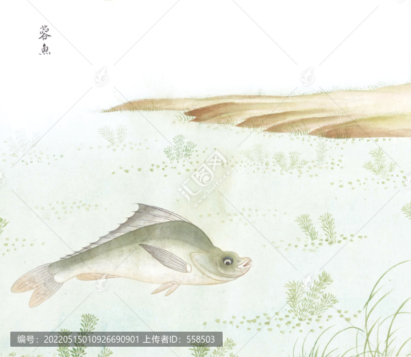 蓉魚國畫魚海洋生物手繪