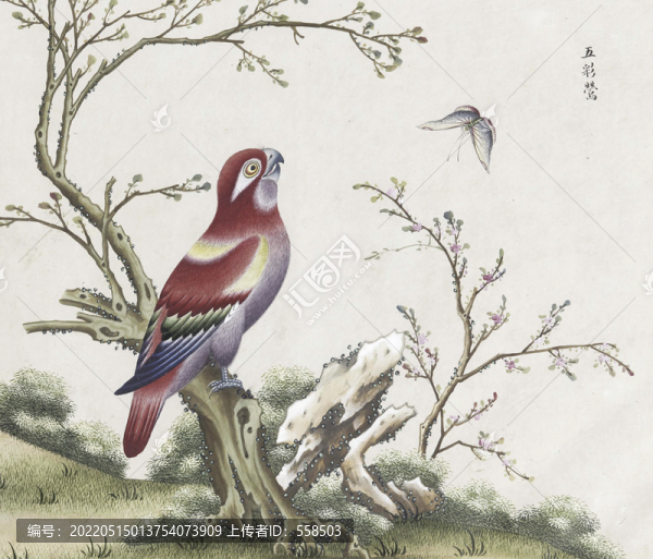 五彩鶯花鳥國畫素材插畫