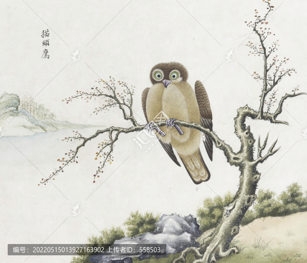 貓頭鷹花鳥國(guó)畫素材插畫