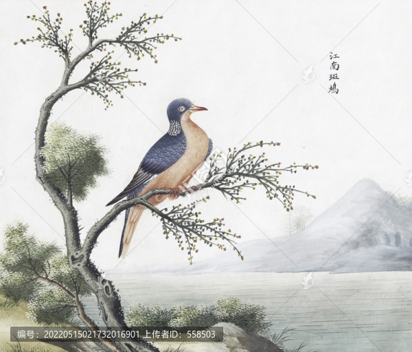 江南斑鳩花鳥(niǎo)國(guó)畫(huà)素材插畫(huà)