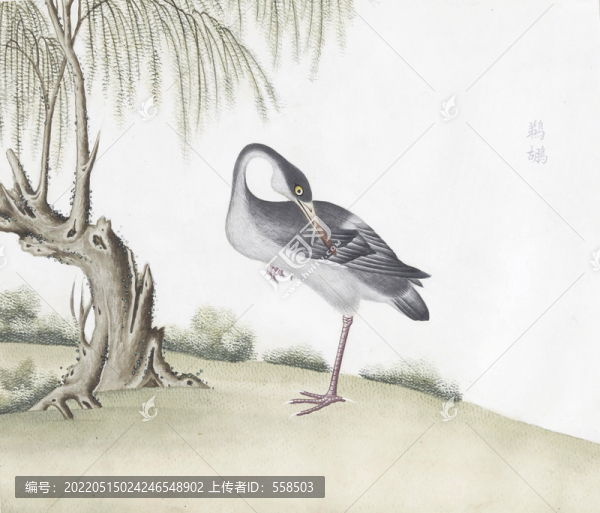 鵜鶘花鳥國畫素材插畫