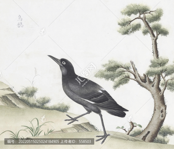 烏鴉花鳥國畫素材插畫