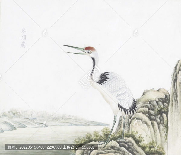丹頂鶴花鳥(niǎo)國(guó)畫(huà)素材插畫(huà)