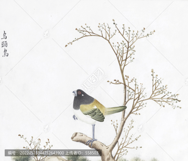 烏頭鳥花鳥國畫素材插畫