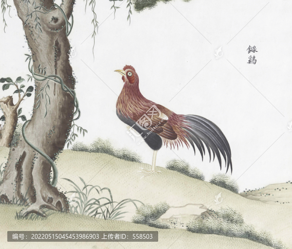 大公雞花鳥國畫素材插畫