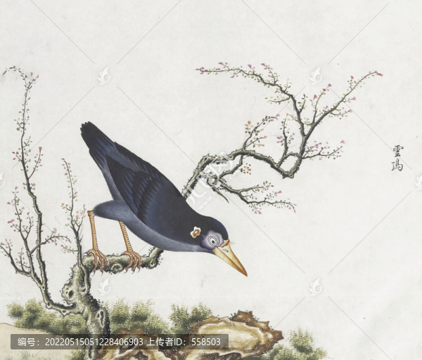 云頂花鳥國畫素材插畫