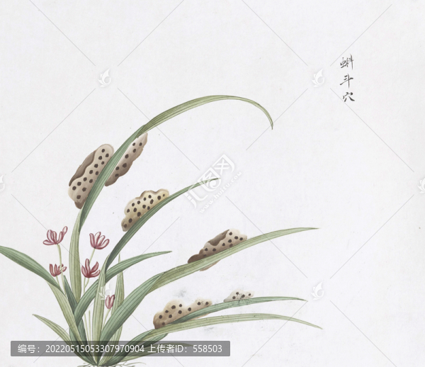 蝌蚪穴中草藥國畫素材插畫國畫