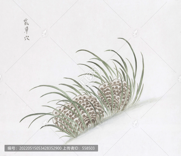 紫草穴中草藥國畫素材插畫國畫