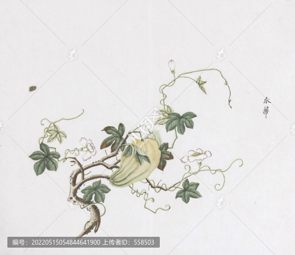 瓜蒂中草藥國畫素材插畫