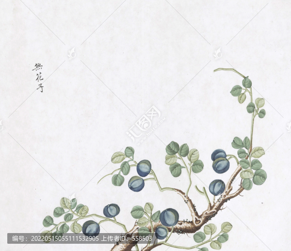 無(wú)花果中草藥國(guó)畫(huà)素材插畫(huà)