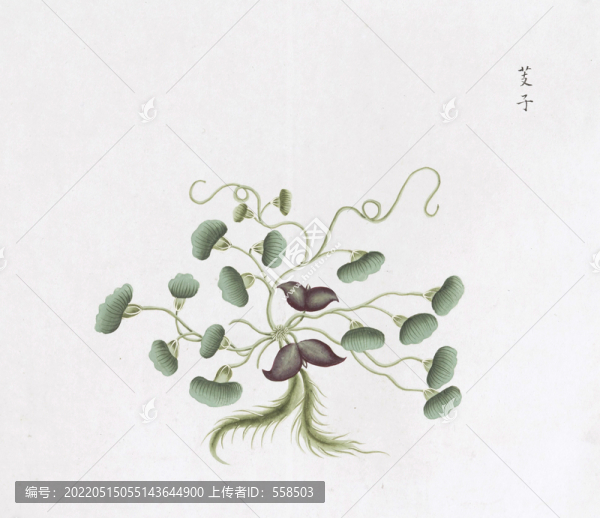 菱角中草藥國畫素材插畫