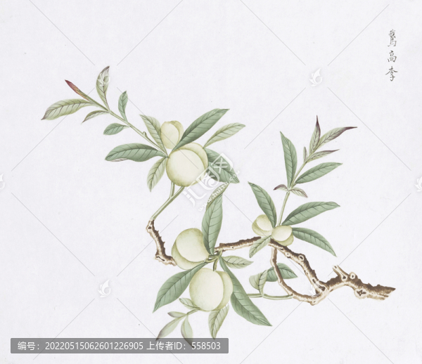 李子中草藥國畫素材插畫