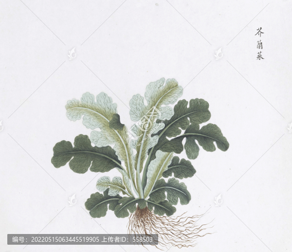 芥蘭菜中草藥國(guó)畫(huà)素材插畫(huà)