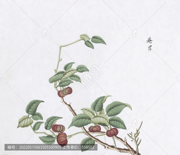 庵羅果中草藥國畫素材插畫