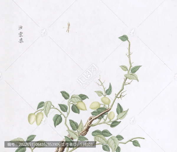 砂糖果中草藥國畫素材插畫國畫