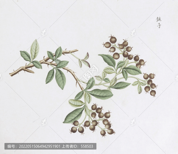 錘子中草藥國畫素材插畫國畫